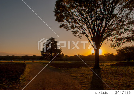 夕方の公園 18457136