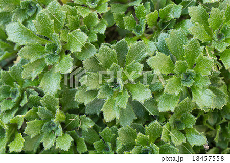 ムラサキナズナの葉の写真素材