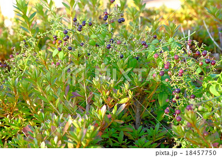 美しい実（アカネ） 18457750