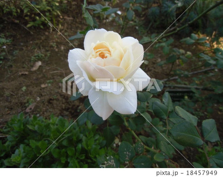 白色の花のバラ 18457949
