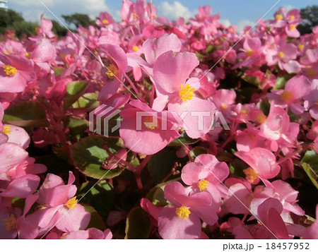 青い空に一面桃色のベコニアの花 18457952