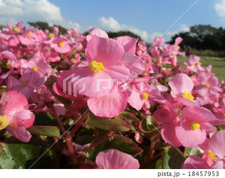 青い空に一面桃色のベコニアの花 18457953