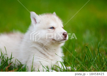 Husky puppy on a green grass 18458425
