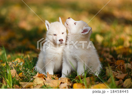 Two husky puppy 18458445