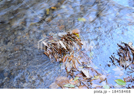 枯葉の本 18458468