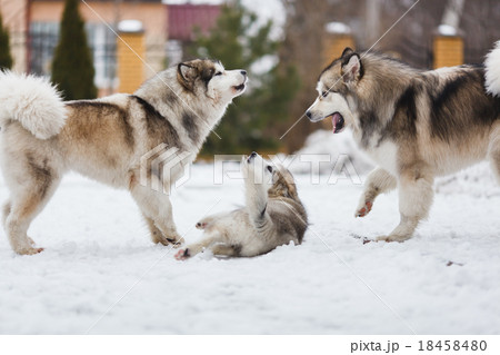 Family dog breed of malamutes 18458480