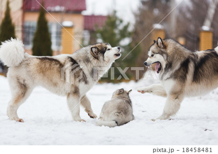 Family dog breed of malamutes 18458481