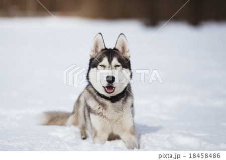 Portrait of husky 18458486