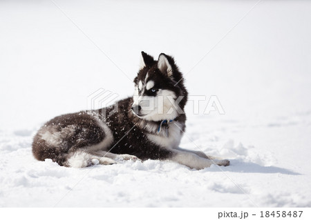 Portrait of puppy husky 18458487