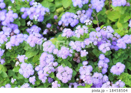 アゲラタムの花 18458504