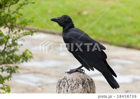 Crow Crow 18458739