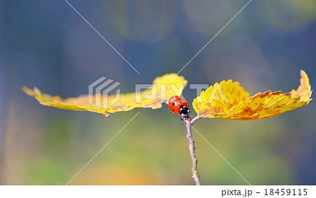 Ladybug on leaf in autumn time Ladybug on leaf in autumn time 18459115