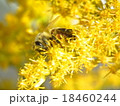 セイタカアワダチソウとハチ 18460244