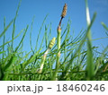 草原のツクシ 18460246