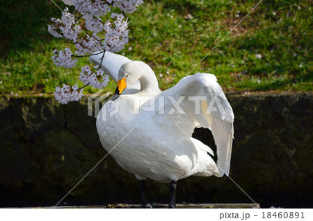 桜と翼を広げる白鳥 18460891