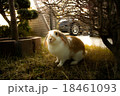 うさぎ1 18461093