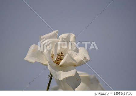 青空に開くシュネーヴィッチェン 18461710