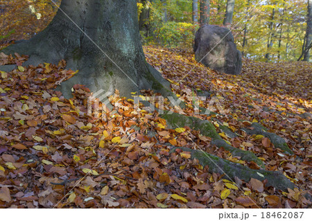 Light spot and tree roots Light spot and tree roots 18462087