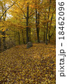 Forest path in autumn leaves 18462096
