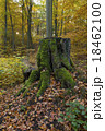 Green Tree Stump 18462100