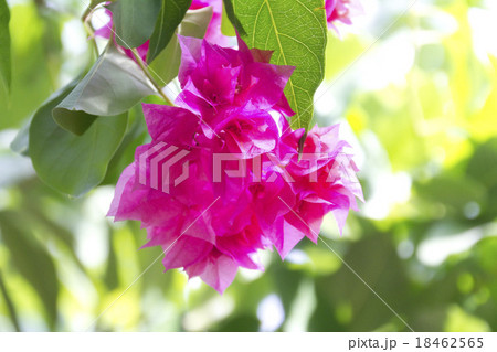 八丈島 植物公園 八丈島 植物公園 18462565