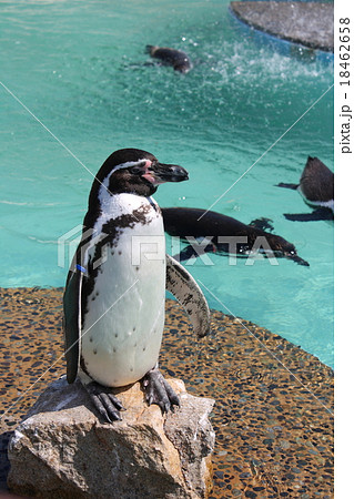 フンボルトペンギン フンボルトペンギン 18462658