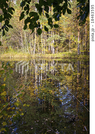 Swamp in wild taiga in autumn 18463595