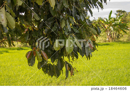 The green leaf day on the green background 18464606