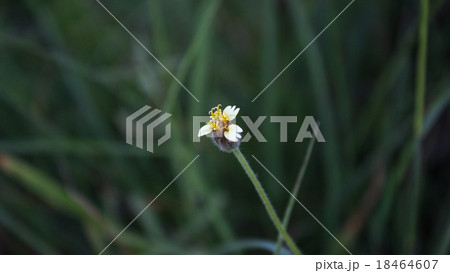 The flower leaf day on the green background The flower leaf day on the green background 18464607
