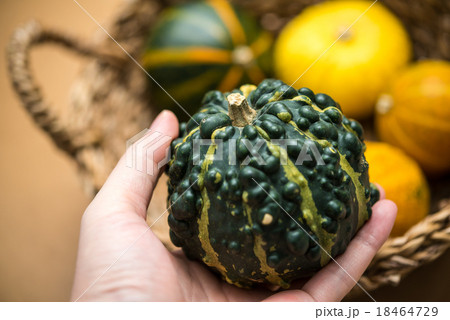 観賞用のかぼちゃ 18464729