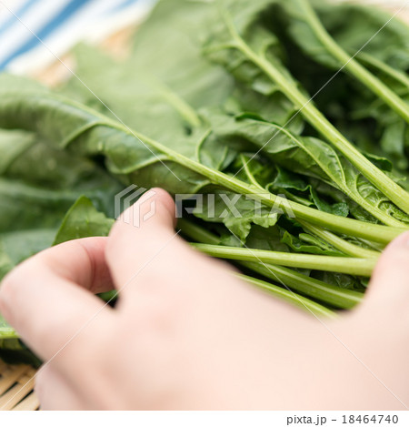 ほうれん草 18464740