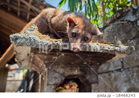 Balinese Luwak making most expensive coffee  18466243