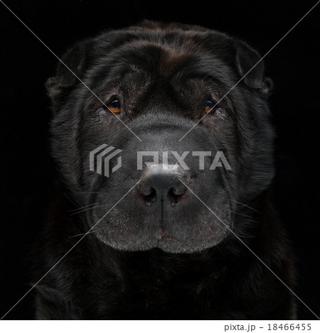 Black shar pei 18466455