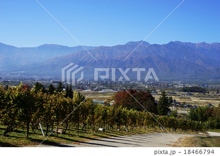 10月安曇野19ブドウ畑 18466794