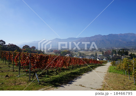 10月安曇野20ブドウ畑 18466795