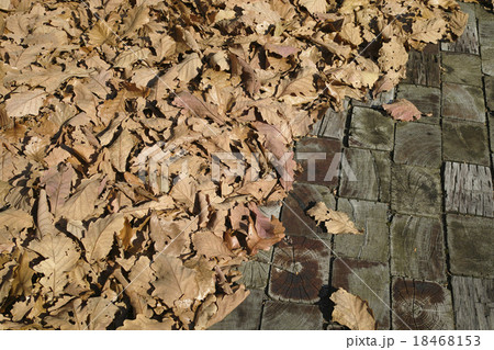 落ち葉の季節 18468153