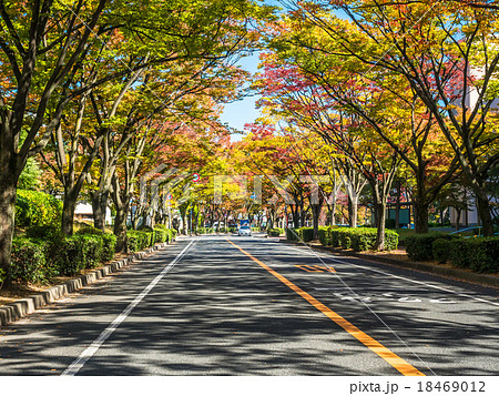 紅葉したケヤキの街路樹 18469012