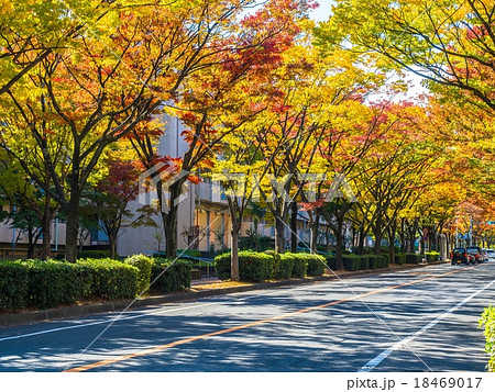 紅葉したケヤキの街路樹の写真素材