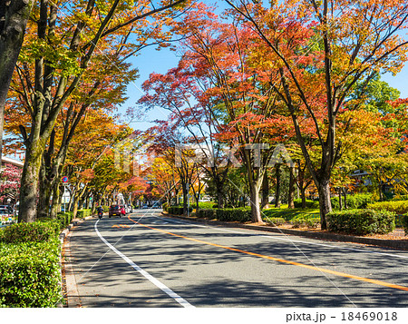 紅葉したケヤキの街路樹 紅葉したケヤキの街路樹 18469018