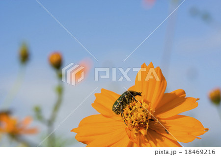 キバナコスモスとハナムグリ キバナコスモスとハナムグリ 18469216