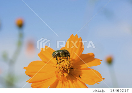 キバナコスモスとハナムグリ 18469217