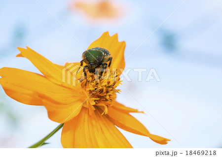 キバナコスモスとハナムグリ 18469218