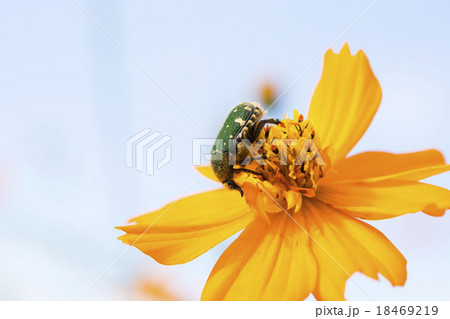 キバナコスモスとハナムグリ 18469219