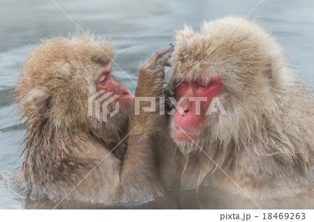 混浴露天風呂のおさるさん Japanese monkey of the hot spring 混浴露天風呂のおさるさん Japanese monkey of the hot spring 18469263