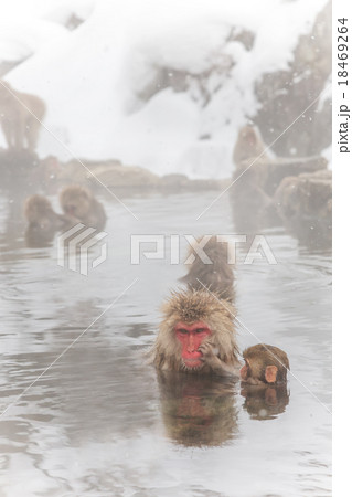 いたずらっこのおさるさん Japanese monkey of the hot spring いたずらっこのおさるさん Japanese monkey of the hot spring 18469264