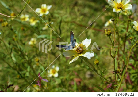 ウィンターコスモスとルリシジミ 18469622