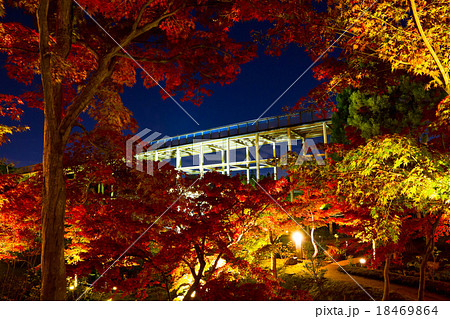 けいはんな記念公園の紅葉ライトアップ けいはんな記念公園の紅葉ライトアップ 18469864
