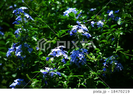 炎天下に咲くルリマツリの花 炎天下に咲くルリマツリの花 18470219