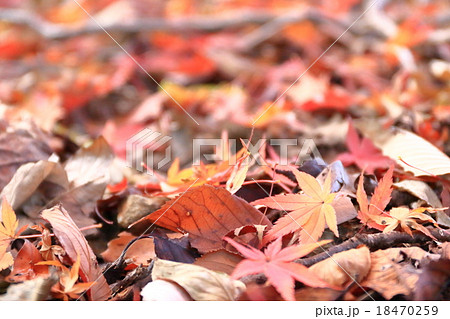 落ち葉 落ち葉 18470259