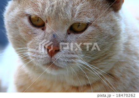 ねこ ねこ 18470262